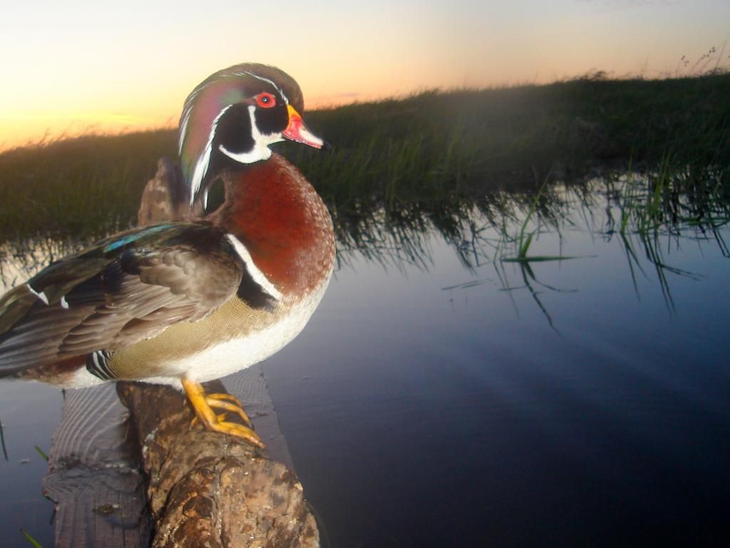 Wood duck trail pics 051210 Duck Hunting Forum